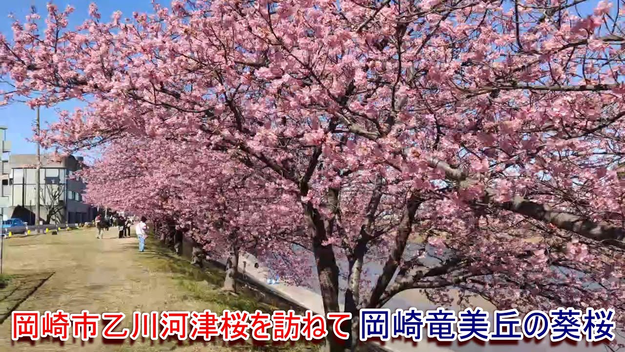岡崎市乙川河津桜を訪ねて 岡崎竜美丘の葵桜（2024年2月末）