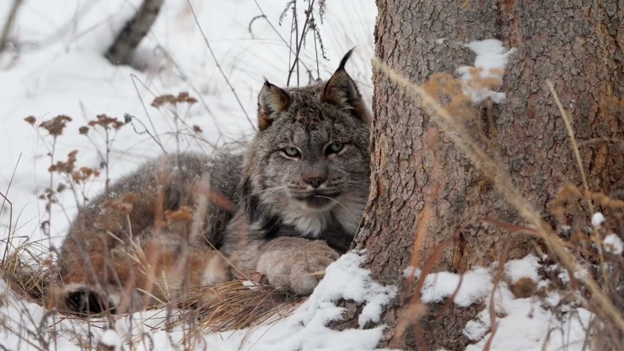 🇨🇦 4 Minutes of Wild Canada: Lynx, Cougars & Ancient Rainforests  🦅