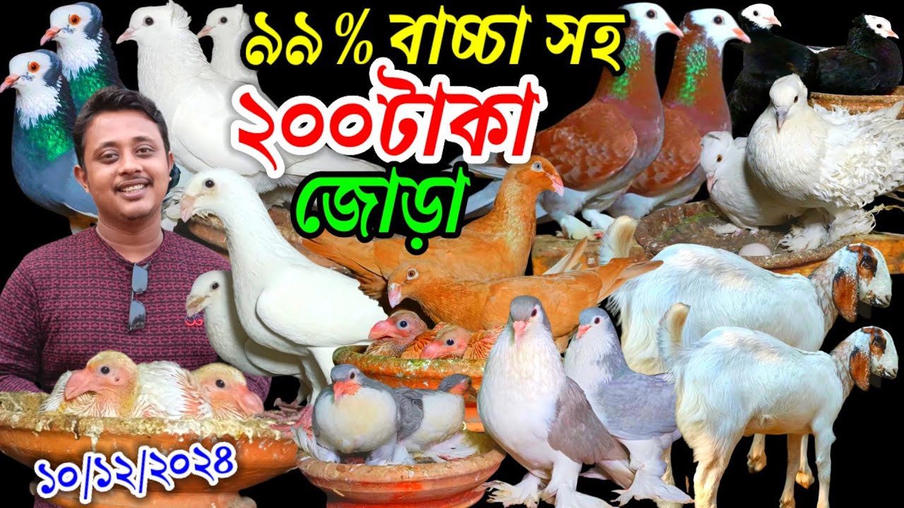 এই মাত্র খামারির সর্বশেষ ৯৯% বাচ্চা সহ ২০০ টাকা জোড়া কবুতর আগুন অফার সবচেয়ে কমদামে কবুতর কিনুন