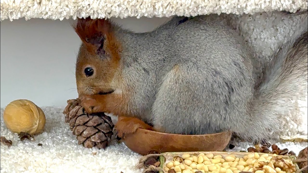 Morning Starts with Pine Nuts | Утро начинается с кедровых орешков
