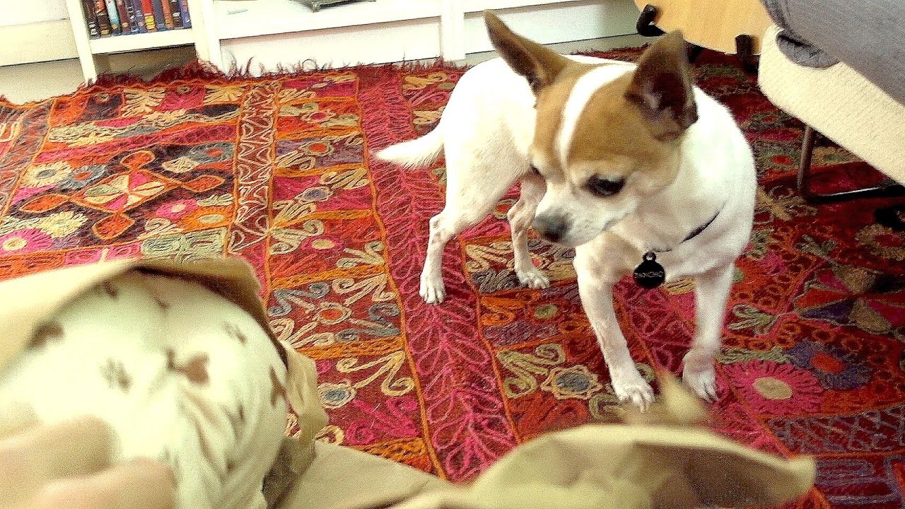 PANCHO OPENS MY CHRISTMAS PRESENT | Nic and Pancho