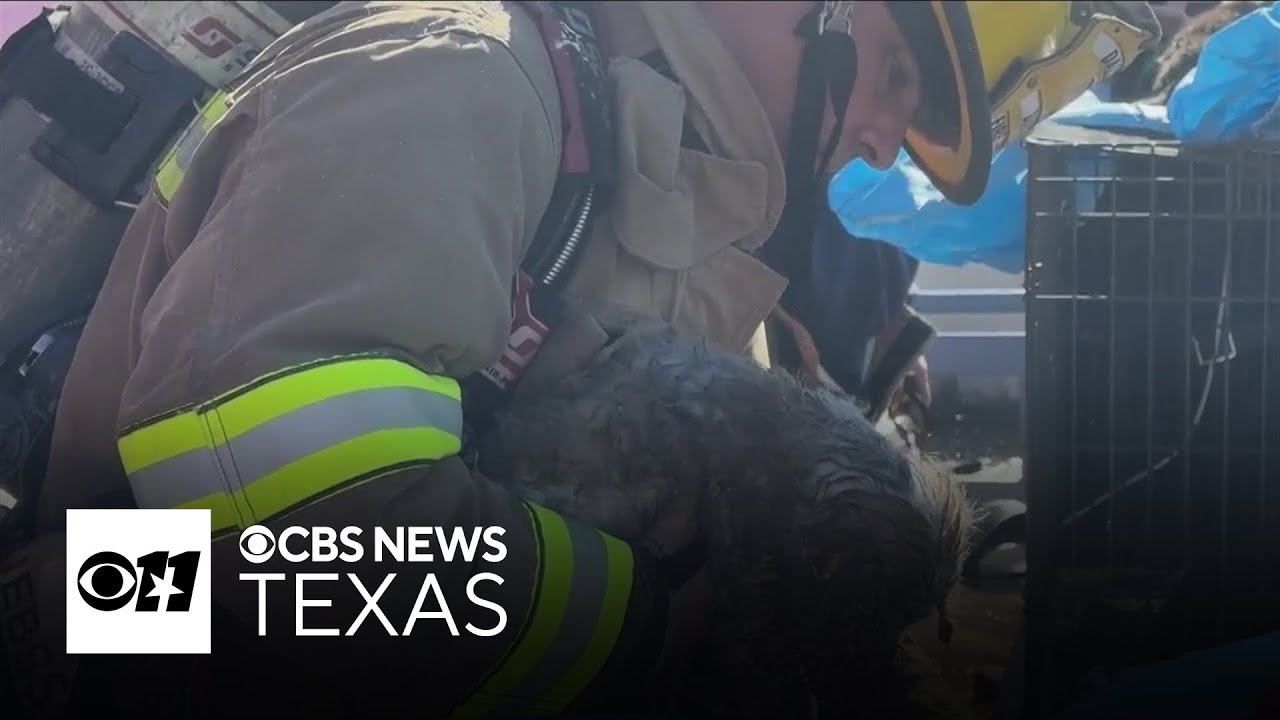 Heroic firefighters save animals in Dallas pet store fire