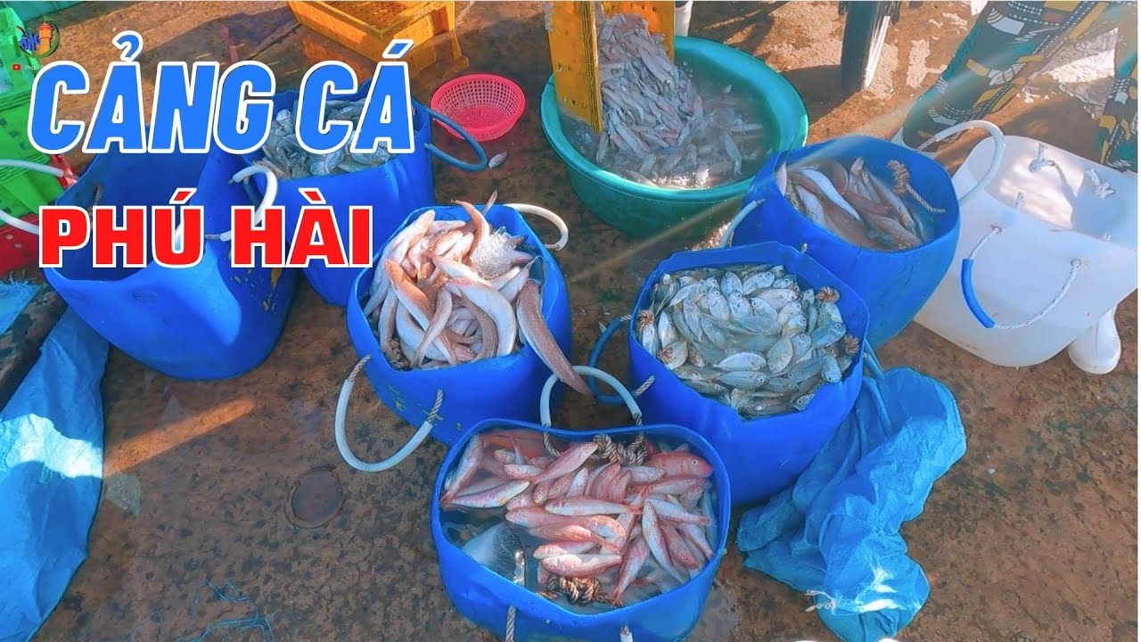 Buổi sáng trên cảng cá Phú Hài -  💎 phan thiết phố 🏖