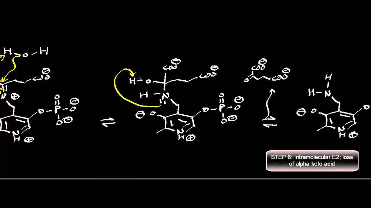 Biochemistry | Transaminase Mechanism (Pyruvate Conversion to L-Alanine)