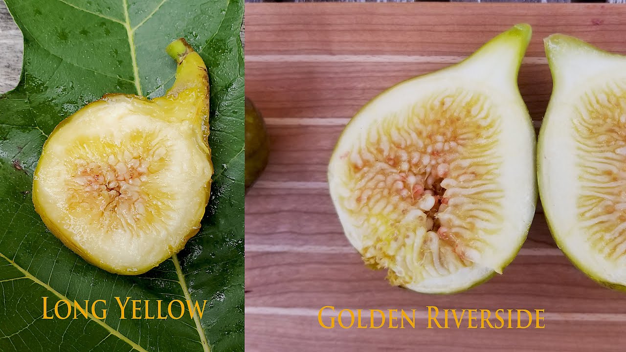 Сравнение сортов инжира Long Yellow и Golden Riverside