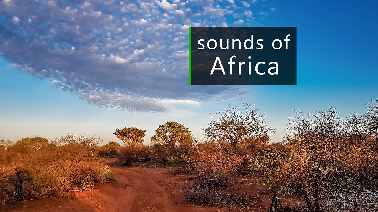 Nature and wildlife sounds from the African savanna