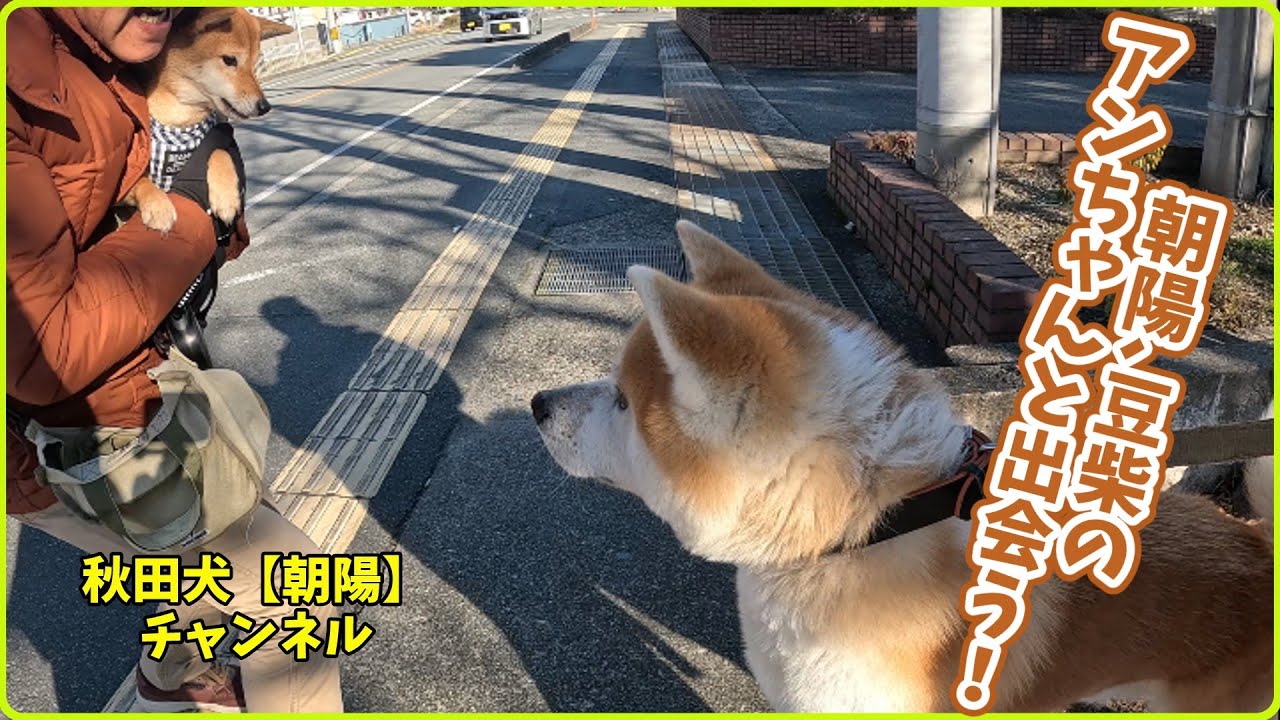 秋田犬【朝陽】チャンネル【朝陽､豆柴のアンちゃんと出会う！】