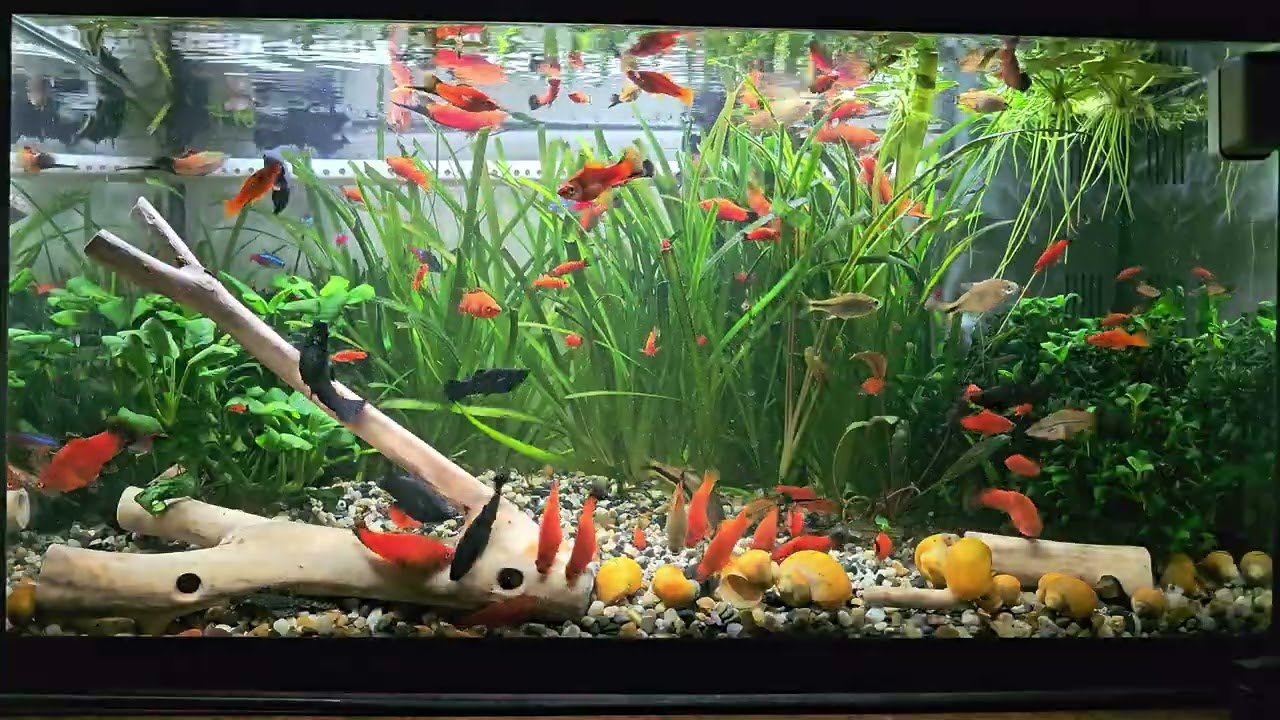 Аквариум 60л. День 1110.