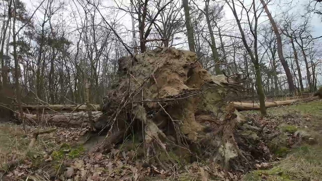 14 03 2024 Baumfriedhöfe