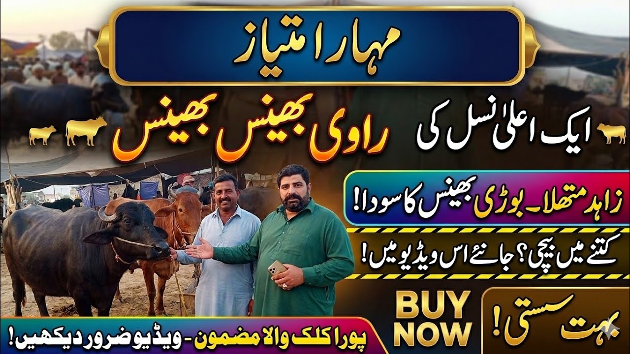 گیمبر منڈی میں نیلی راوی کا کراس#salamyahussainع #cow #lifeisbutadream #farmanimals #animals 