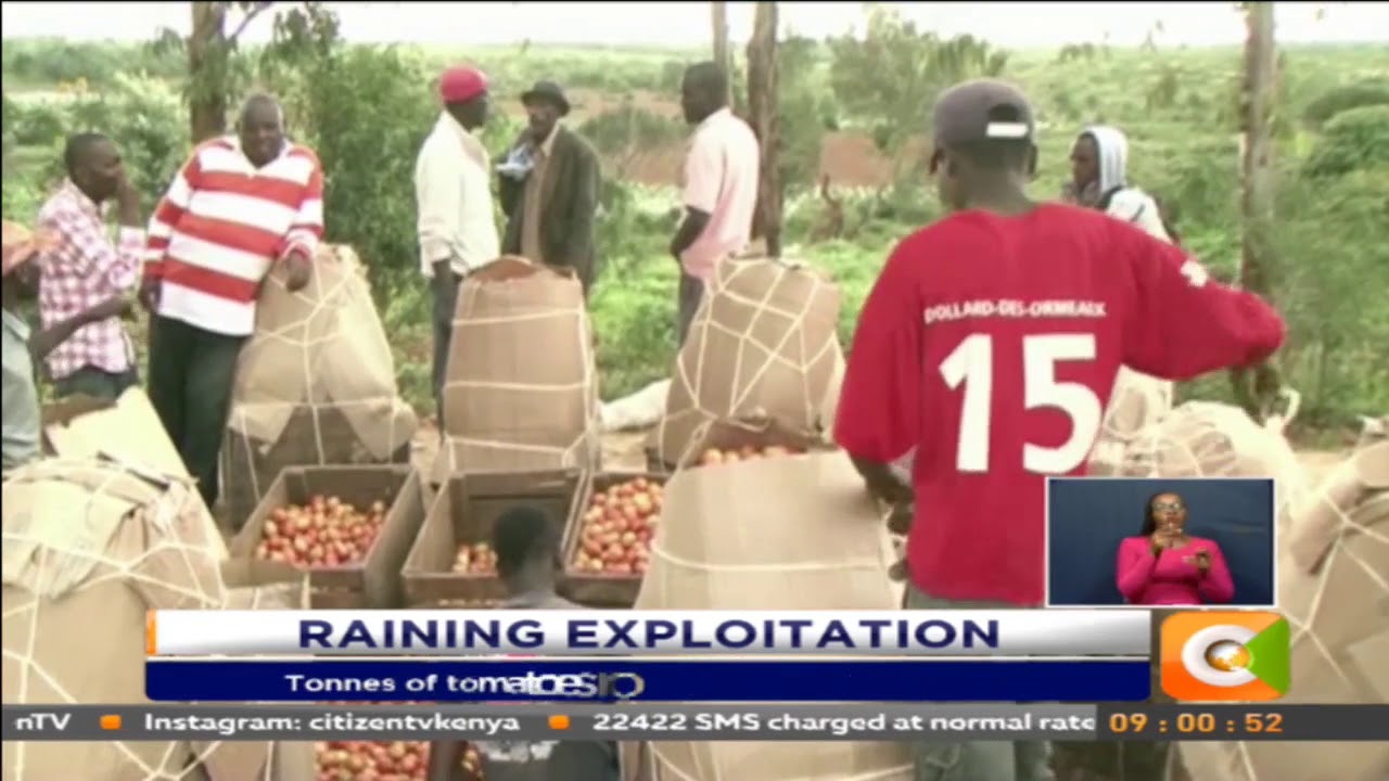 Tonnes of tomatoes rot away in Laikipia County