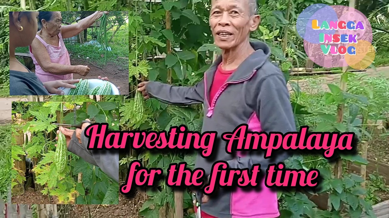 SA WAKAS AT NAKA HARVEST NA DIN TAYO NG ATING TANIM NA AMPALAYA SA ATING MINI GARDEN