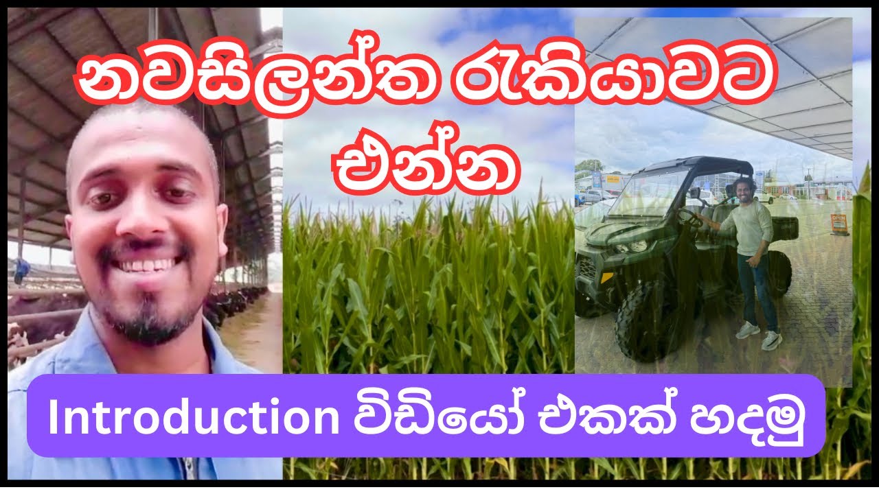 නවසිලන්ත රැකියාවට මම දැමිම self introduction විඩියෝව| farming job|Dairy farming life in New Zealand
