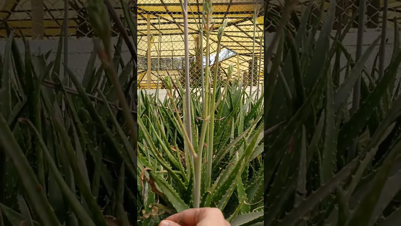 🌵😯 Uses #reel #reelitfeelit #reels #reelvideo #youtube #youtubevideo #youtuber #nature #naturelovers