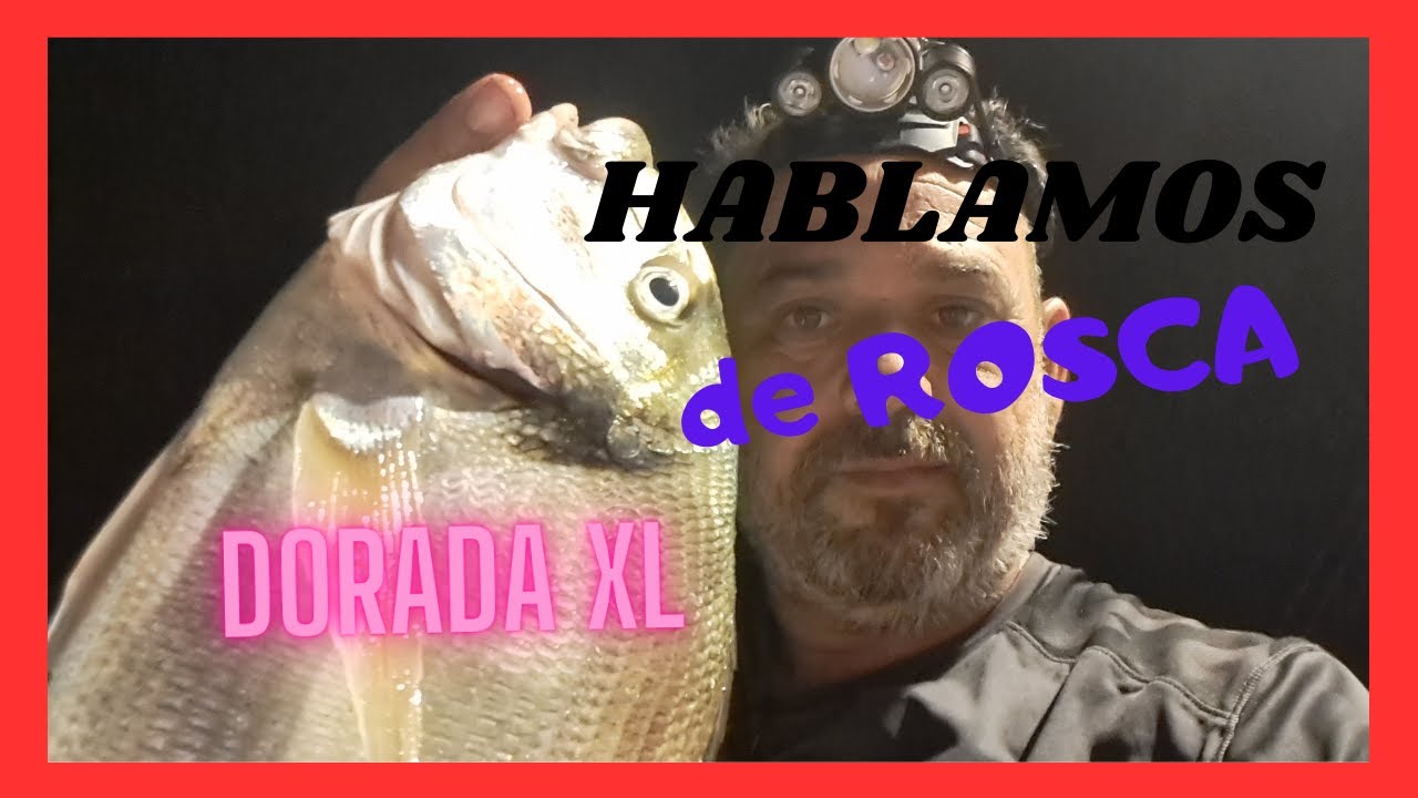 Hoy hablo de un cebo de sangre, la Rosca. Sin embargo saco una dorada XL con llubarrero.