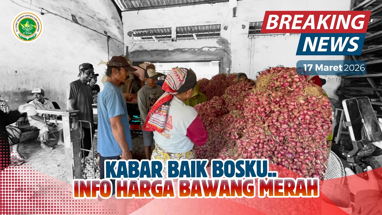 KABAR GEMBIRA UNTUK PETANI BAWANG MERAH SESUAI PREDIKSI HARGA NAIK MENJELANG LEBARAN 