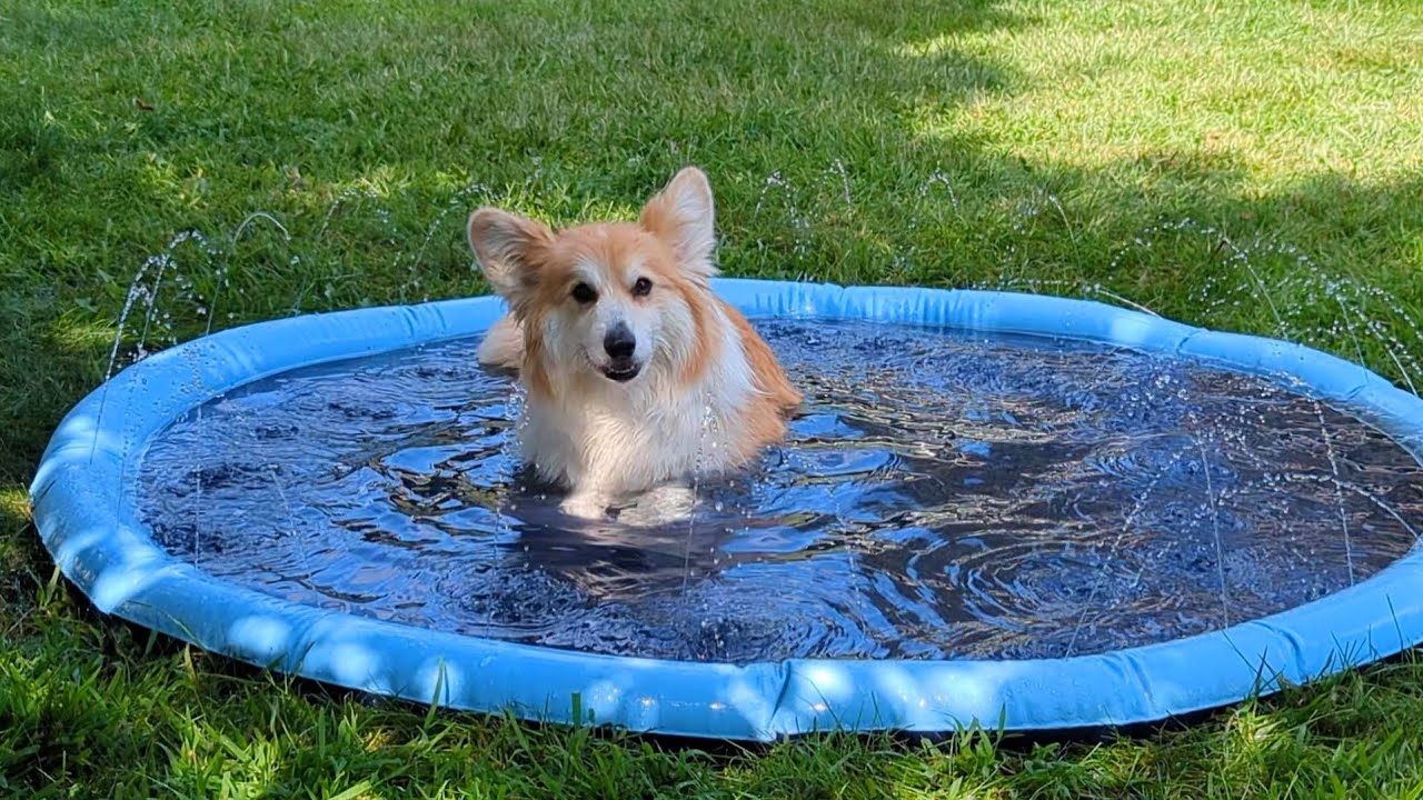 Koga and Harper Corgis Enjoying the Splash Pad