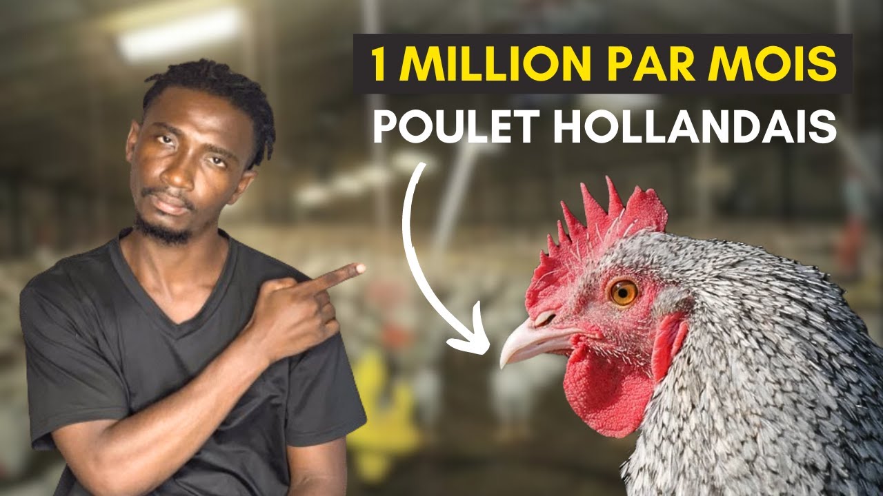 L’élevage des poulets hollandais en Afrique