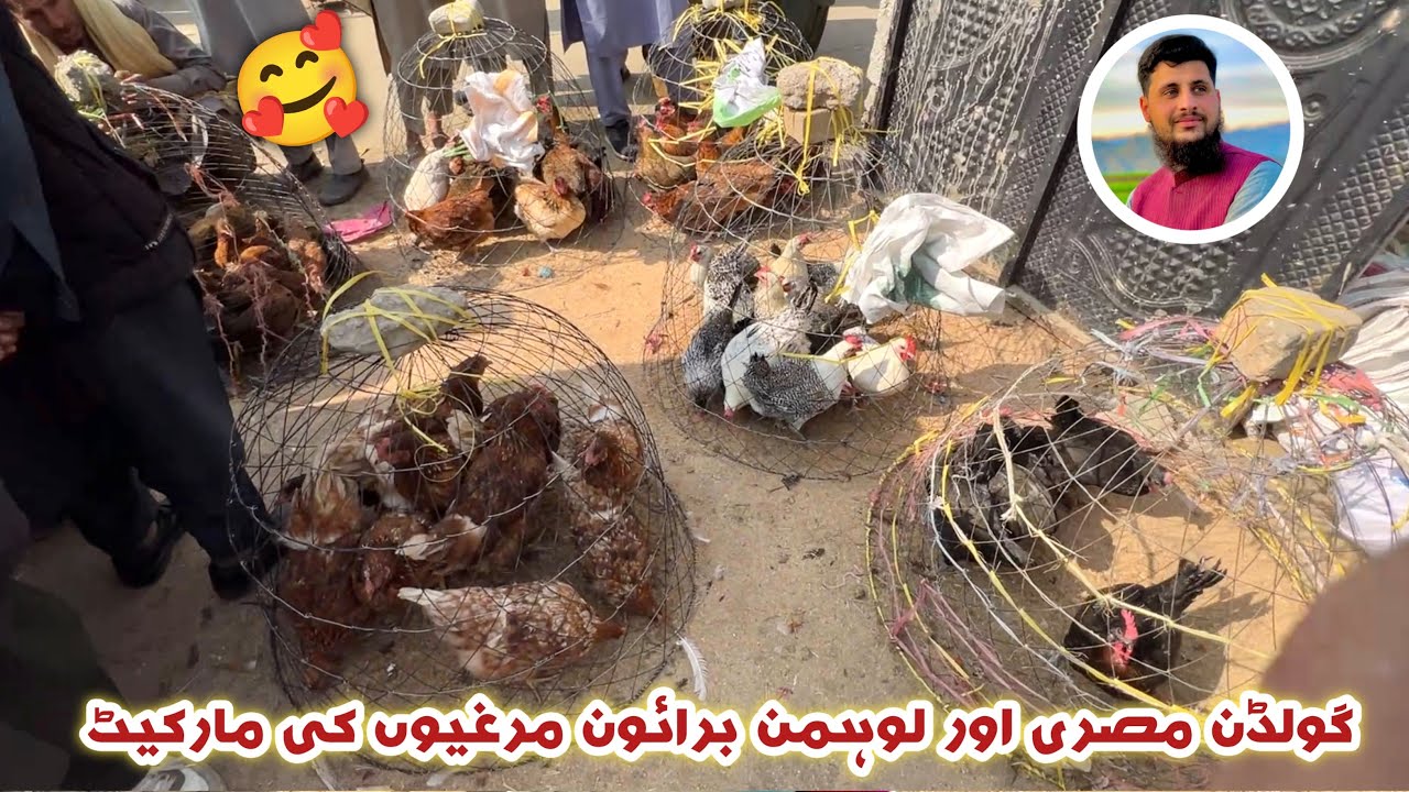 Largest golden misri & Lohman brown hen market in swat | Izhar Ali Shah Vlogs