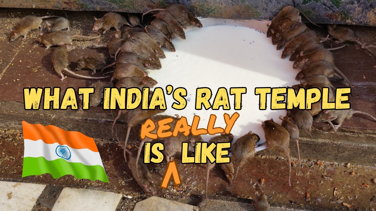 What is India's RAT TEMPLE Really Like? | Karni Mata Temple Bikaner, Rajasthan India