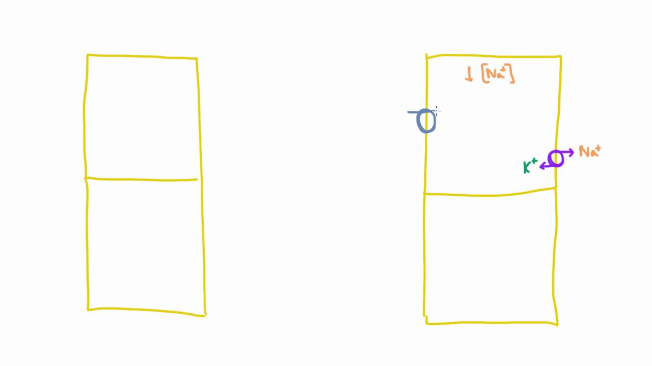 Reabsorption of Sodium in the Loop of Henle