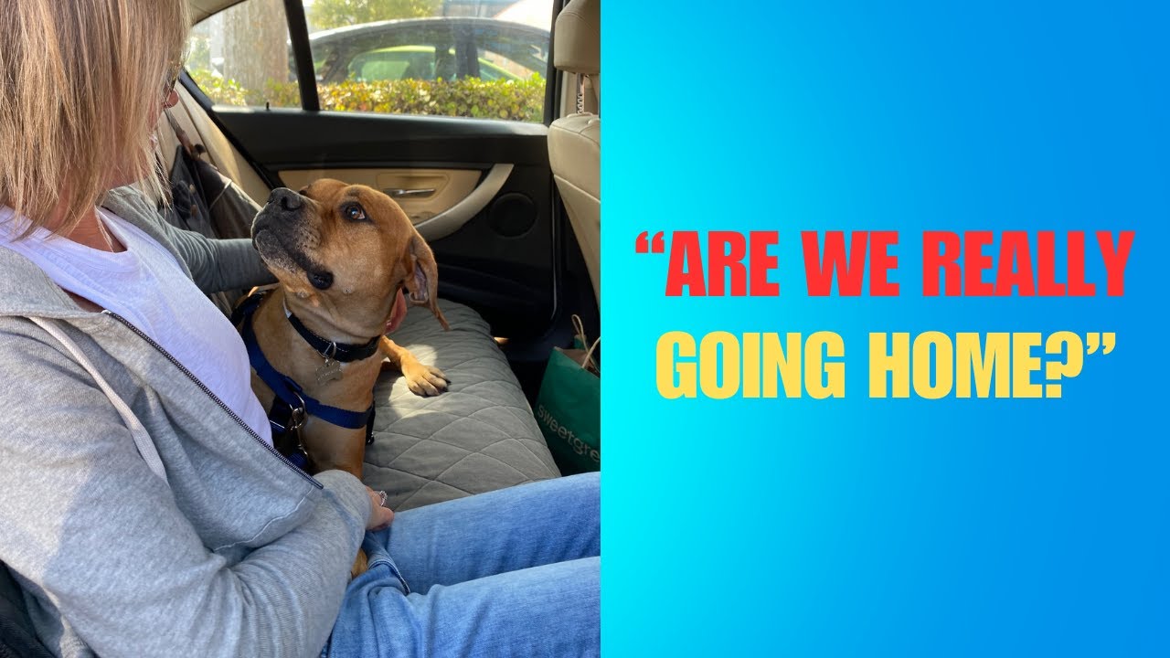 Shelter Dog Freed From Bars After Almost 600 Days!