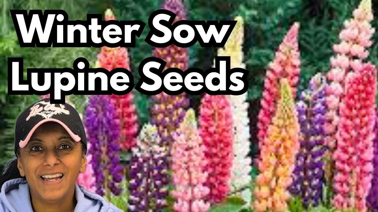 How To Winter Sow Lupine Seeds