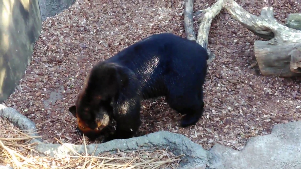 Ezo Brown Bear (Grizzly Bear) ,the largest terrestrial animal in Japan, at Ueno Zoological Gardens