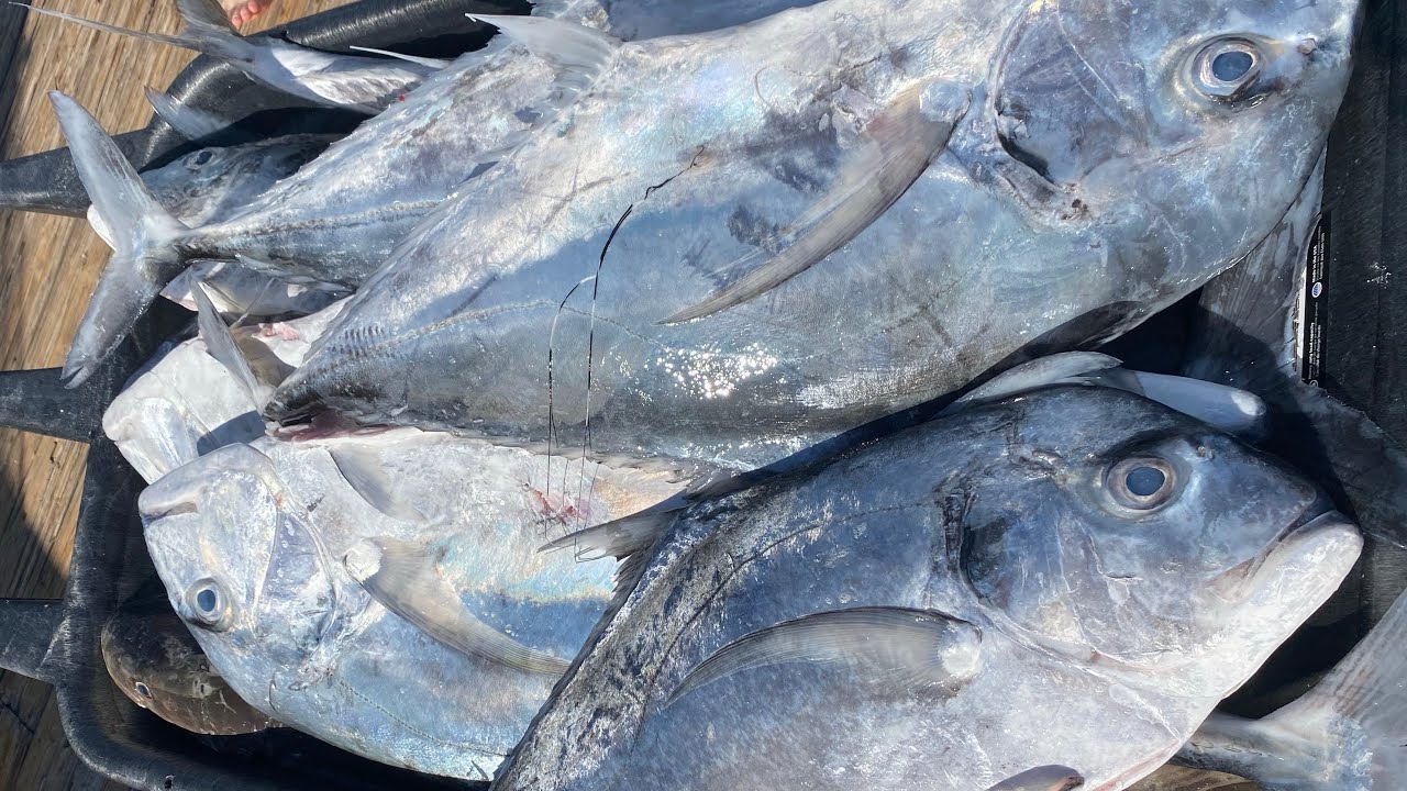 We Shot 16 African Pompano!