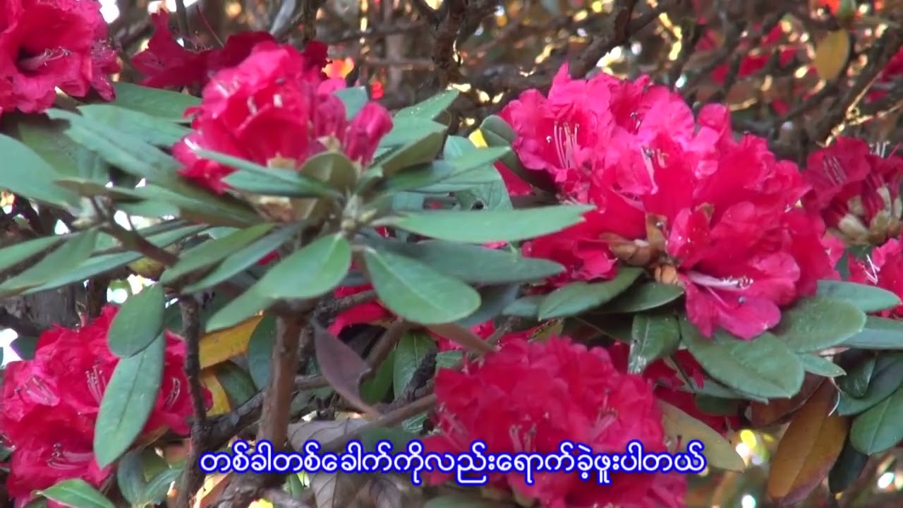 မဲနယ်တောင်နှင့်ဝေးနေသူများအတွက်#မဲနယ်တောင်သို့လွမ်းချင်း------------------❤️--------------