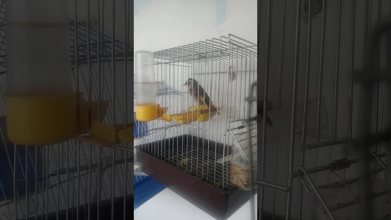 حسون  عندو 9 اشهر طالع من قناة حميد بن يوسف حفظه الله.كل الخطوات من القناة والحمد لله