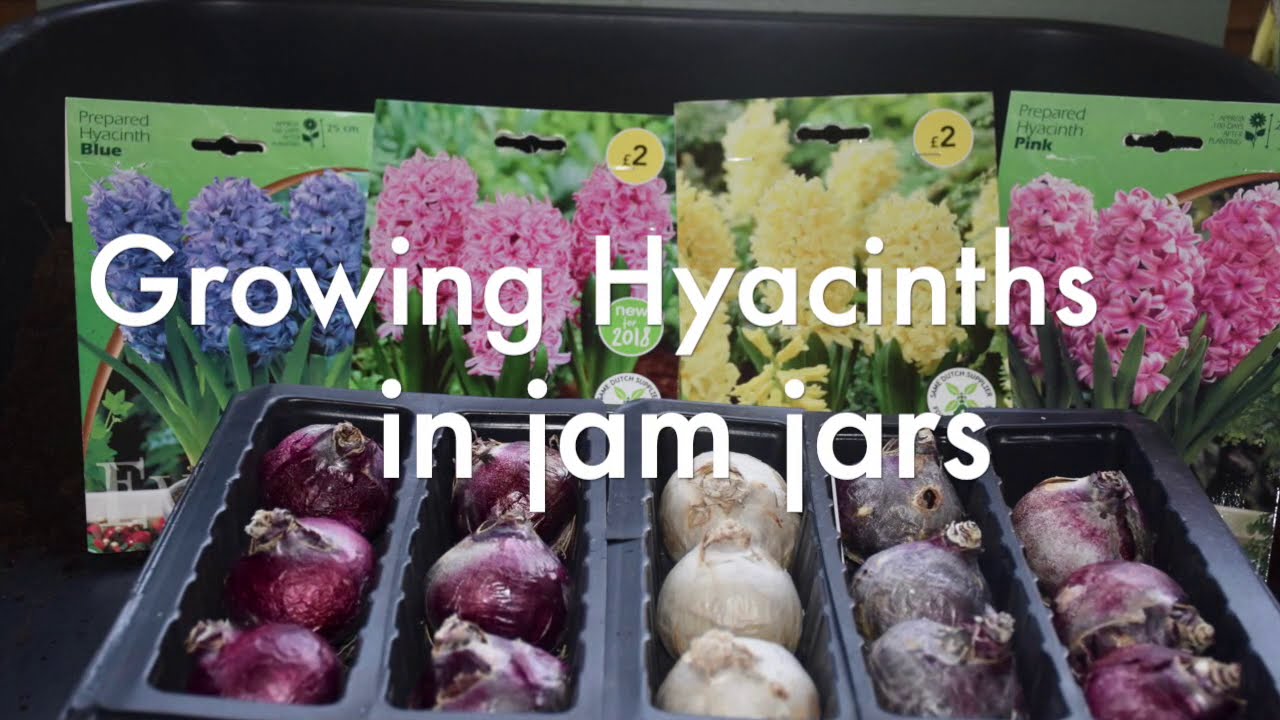 94 - Growing Hyacinths in Water