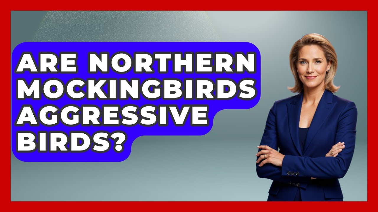 Are Northern Mockingbirds Aggressive Birds? - Bird Watching Diaries