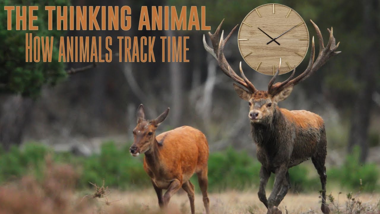 The Thinking Animal: How Animals Track Time