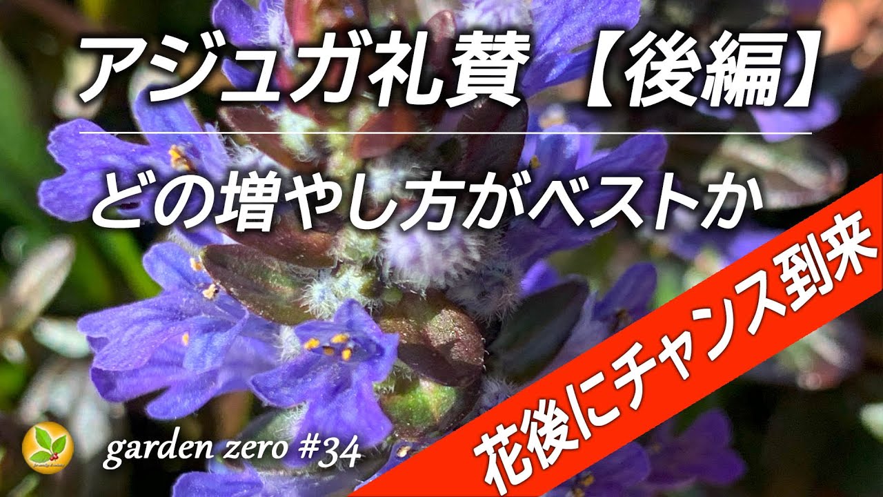 アジュガを3種類の方法で挿し芽したら1ヶ月後こんな結果に