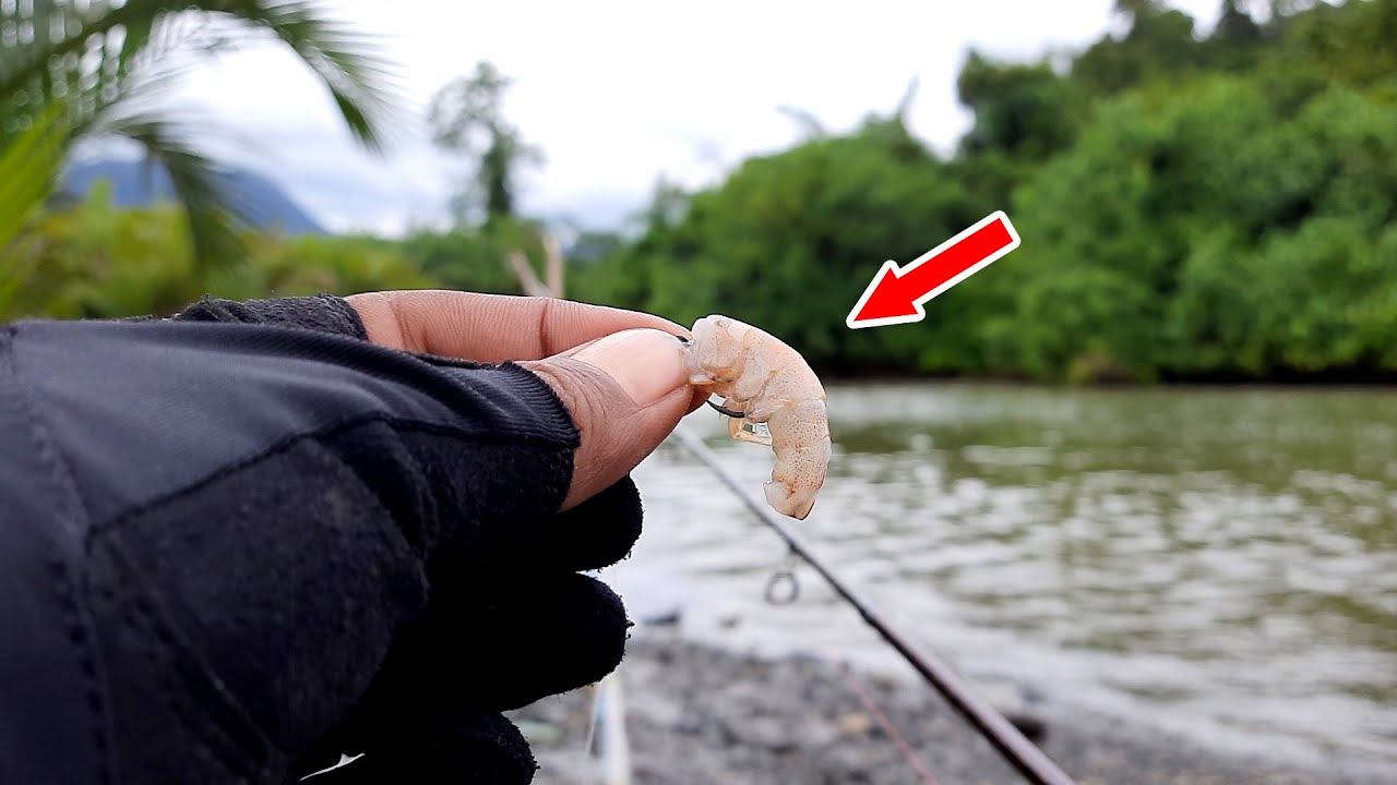Mancing di Muara, umpan udang kupas dan hidup, pelampung dan dasaran