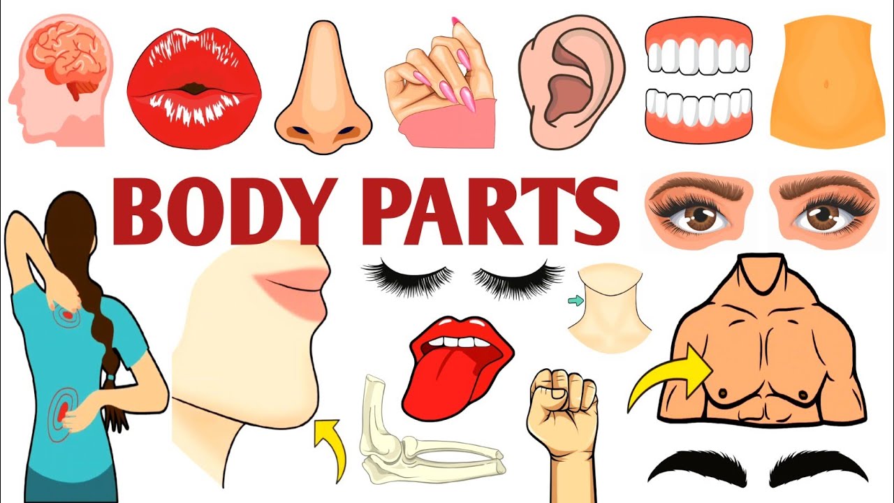 Parts of the Body | Parts of the Body for LKG Kids | Learn Body Parts & Sense Organs | #partsofbody 