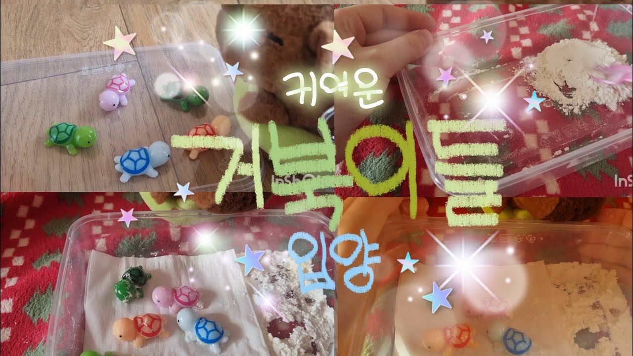 거북이 입양 브이로그#카튜&개튜#거북이 입양