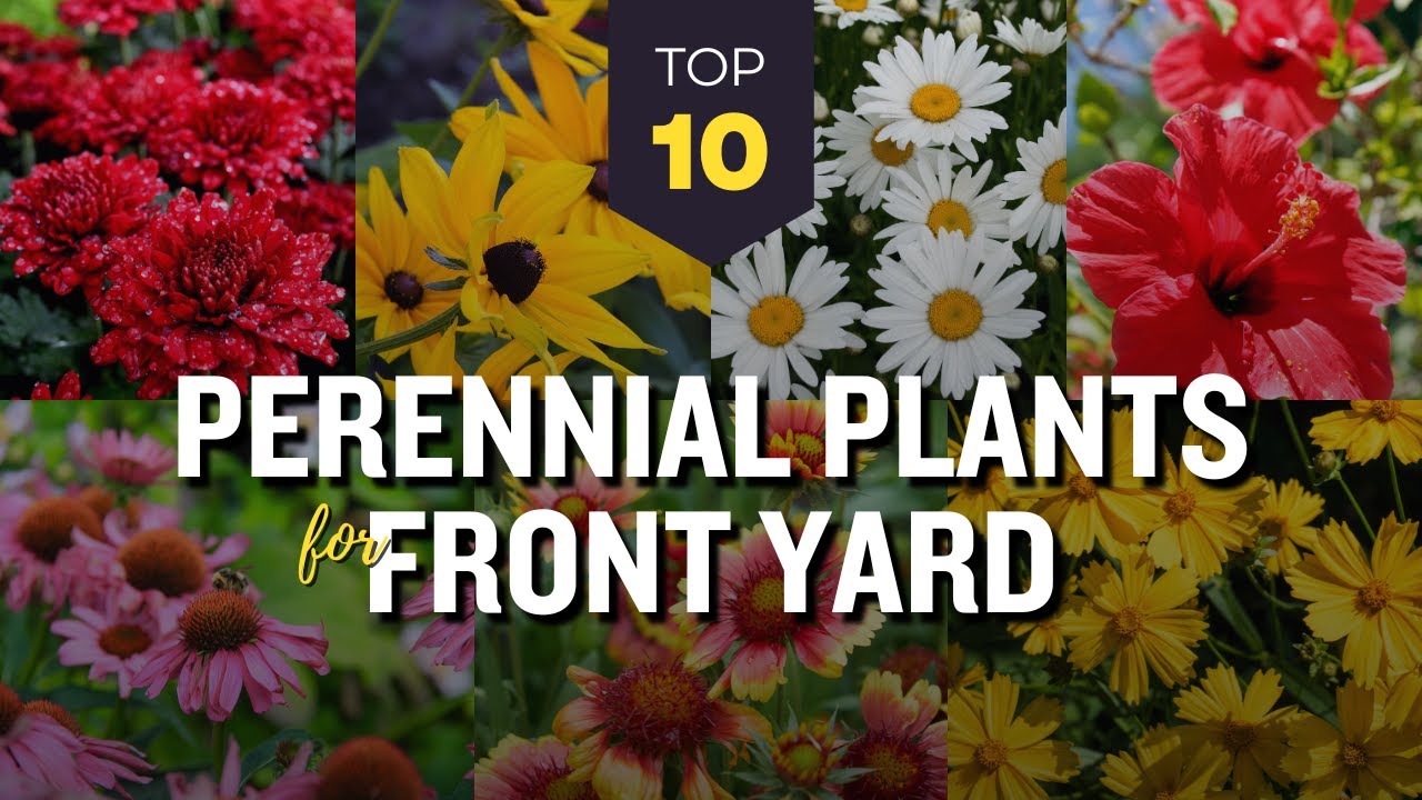 10 Best Perennial Plants for Front Yard Garden 🌸☀️ Beautiful Flowers! 🌸🌷