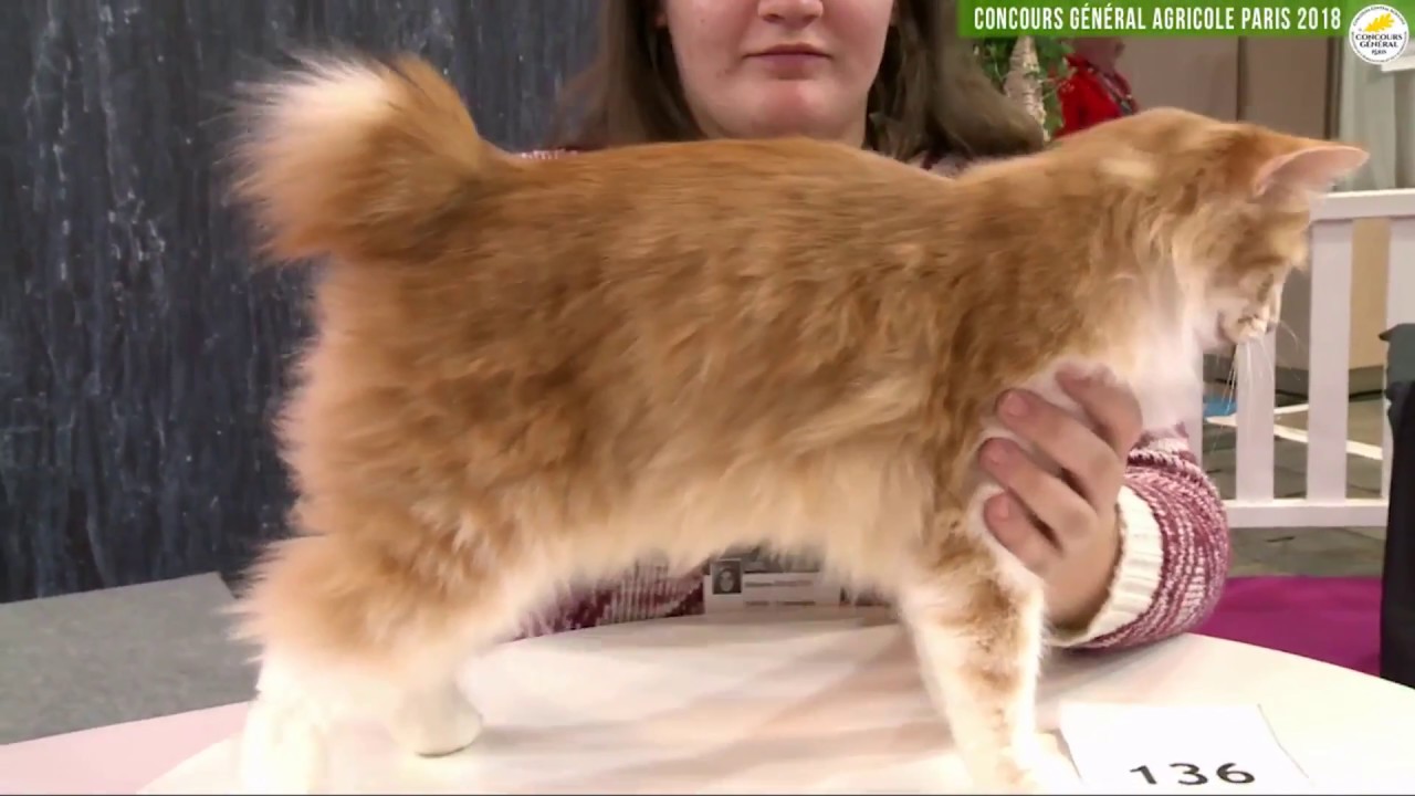 Concours Général Agricole félin 2018 American Curl, Kurilian Bobtail, Mau Egyptien
