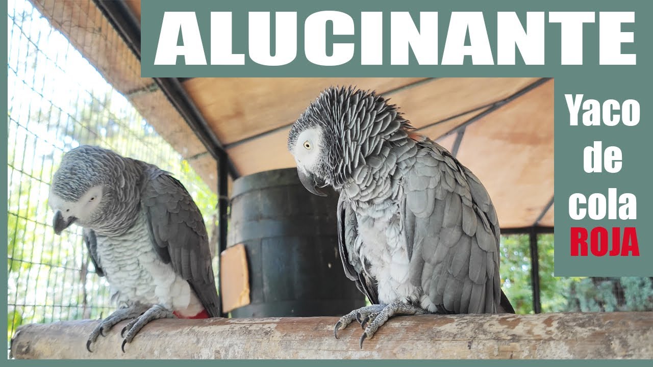❤️ Curiosidades del Yaco de cola roja 🦜🦜