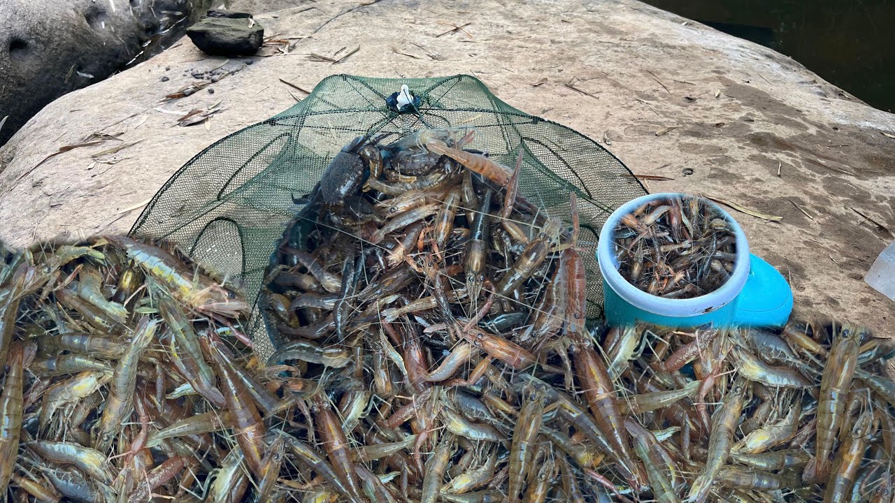 กุ้งหินตัวใหญ่ๆสดๆเข้ามุ้งทุกหลัง20/ธ.ค/2568