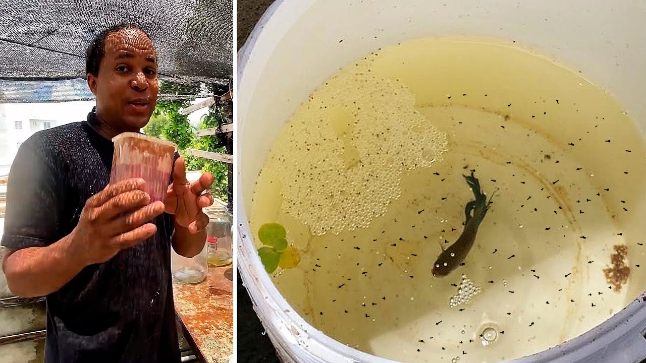 Más De 1000 Crías De Pez Bettas 🐠🐟🐡