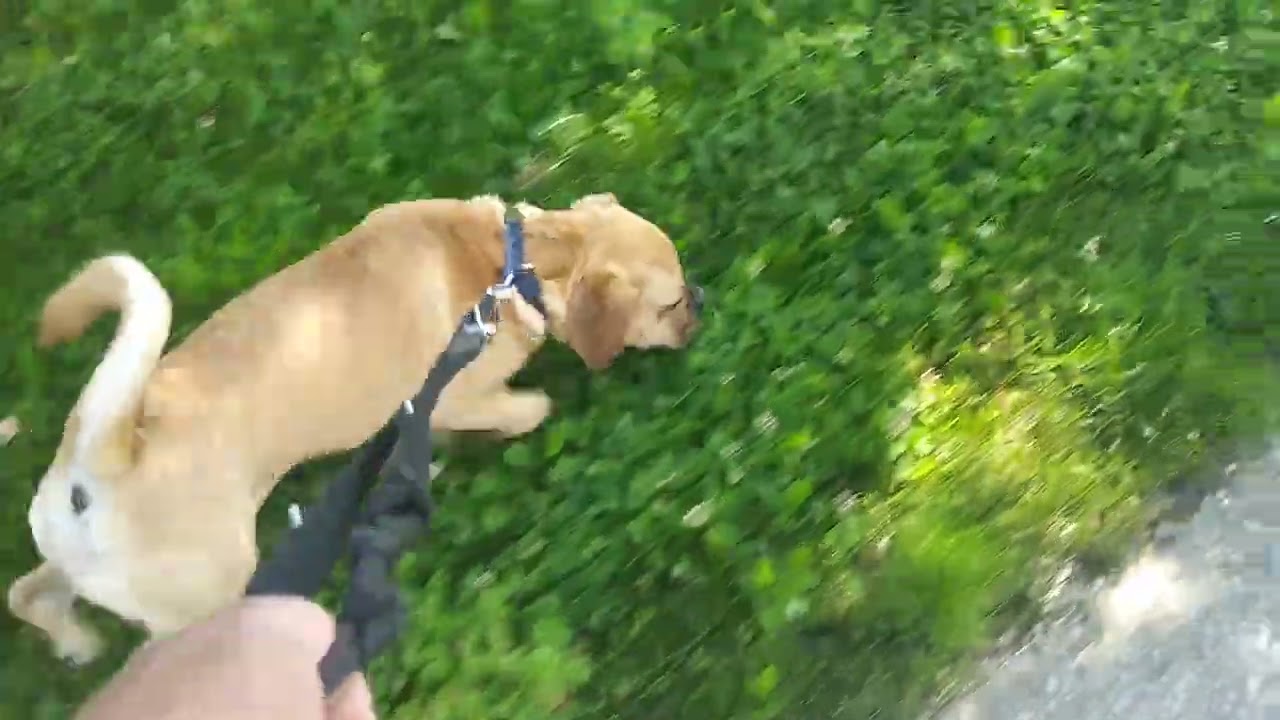 Schnaggels erster Spaziergang bei uns, ohne Führung ☝Was machen wir oft falsch? #puggle