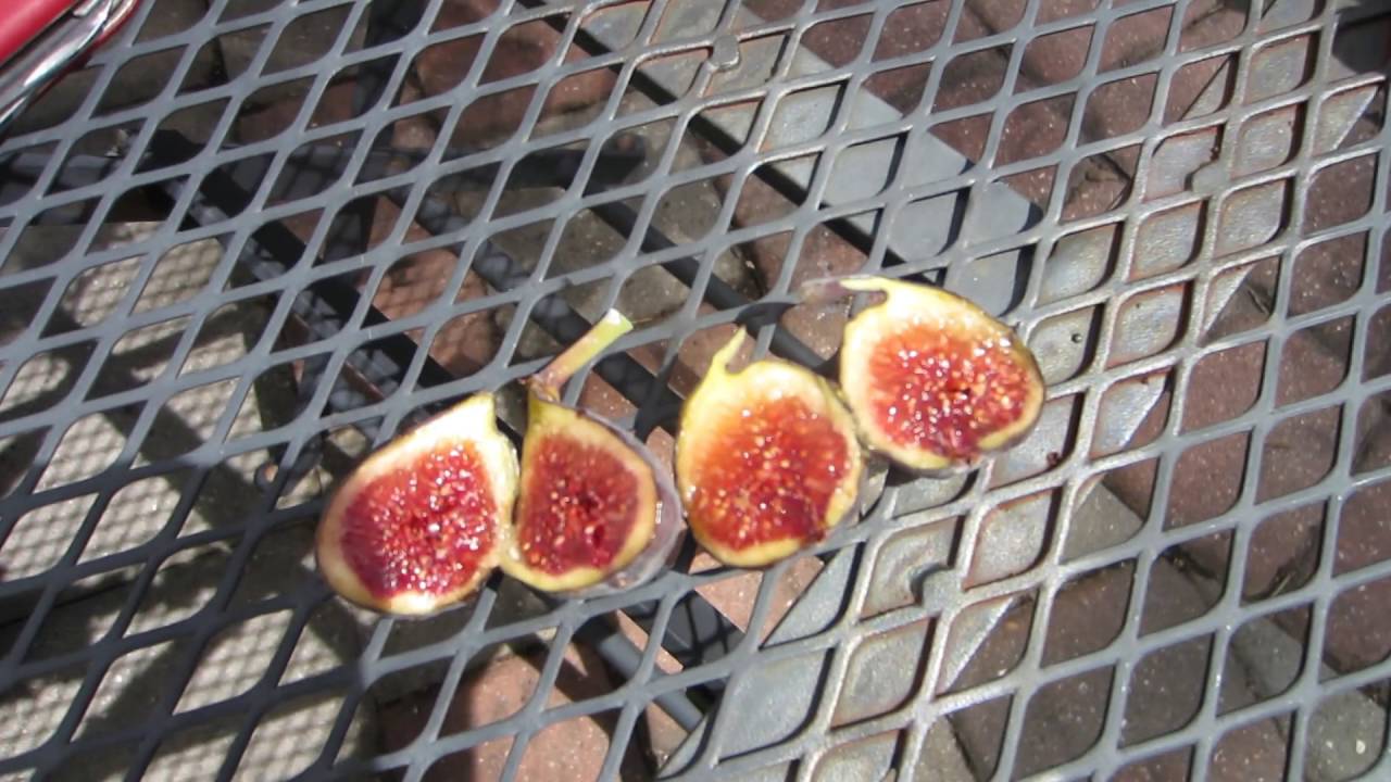 Fig Variety Tasting: MBVS & Letizia