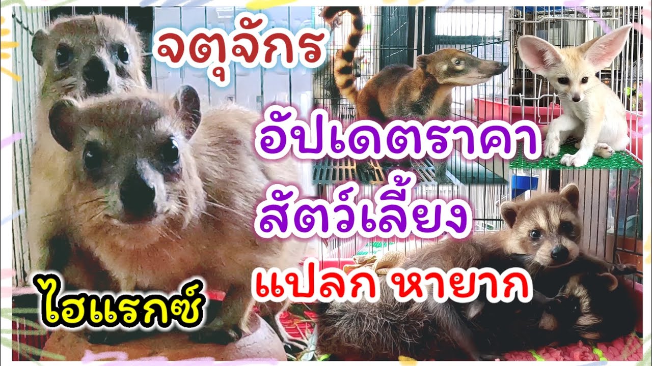 อัปเดตราคาสัตว์เลี้ยง สัตว์แปลก สัตว์หายาก ที่จตุจักร ร้านแม่ภา จัดส่งได้ทุกจังหวัด