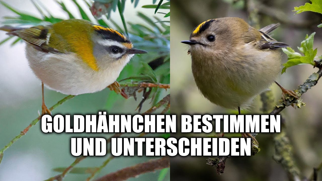 Sommergoldhähnchen und Wintergoldhähnchen sicher bestimmen