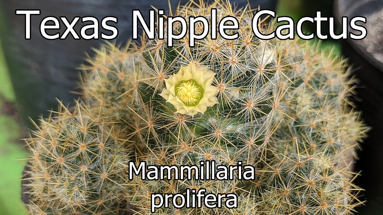 Mammillaria Prolifera - Texas Nipple Cactus (English)