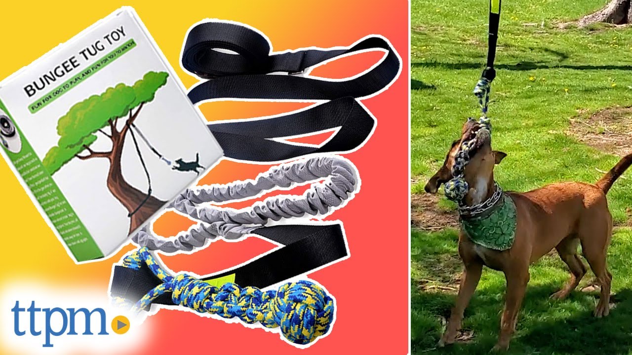 Outdoor Bungee Tug Dog Toy from Loobani Review!