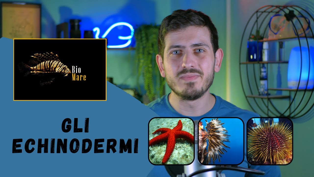 CHI SONO GLI ECHINODERMI? E COME SONO FATTI?- BIOMARE #16 - SUB H2O